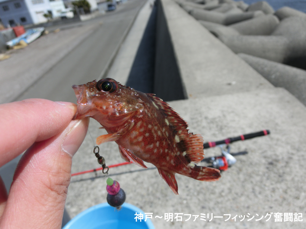 Theリベンジ 格安ガシラ釣り 神戸 明石のファミリーフィッシング奮闘記 関西の釣りをもっと手軽に楽しむ Theリベンジ 格安ガシラ釣り 神戸 明石のファミリーフィッシング奮闘記 関西の釣りをもっと手軽に楽しむ