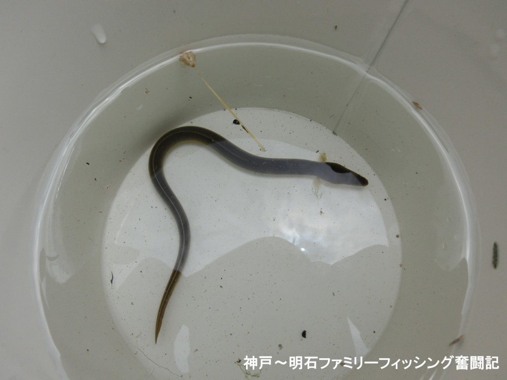 f:id:yggxq957:20170618200023j:plain