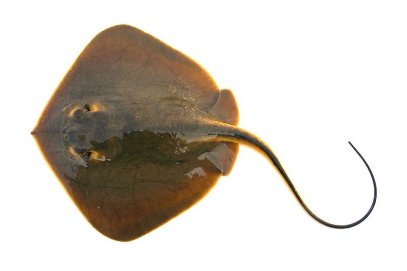 f:id:yggxq957:20171115201526j:plain