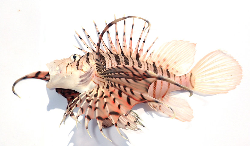 f:id:yggxq957:20171115205400j:plain