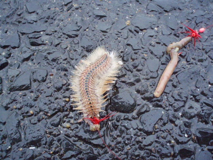 f:id:yggxq957:20171116051119j:plain