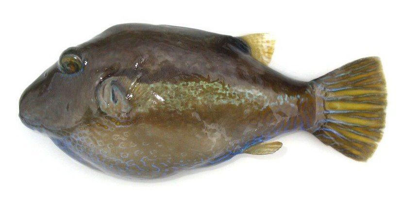 f:id:yggxq957:20171116053839j:plain