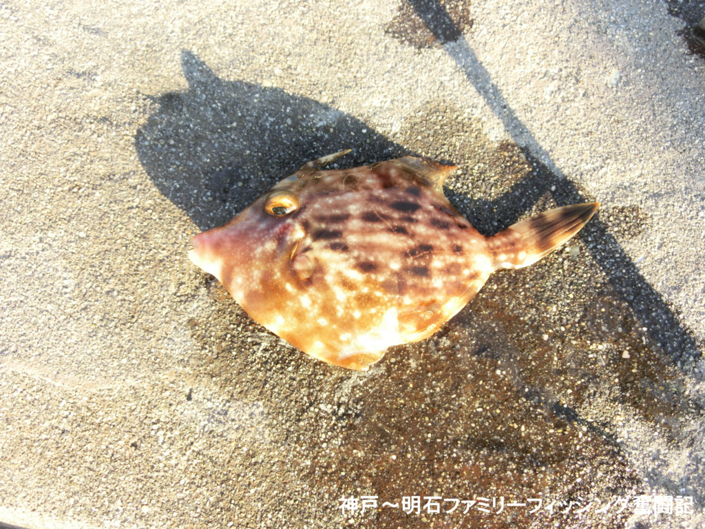 f:id:yggxq957:20171203202704j:plain