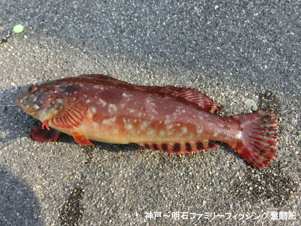 f:id:yggxq957:20180430151738j:plain