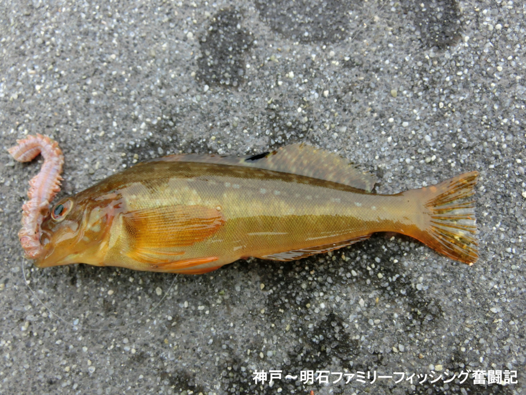 f:id:yggxq957:20180430152219j:plain