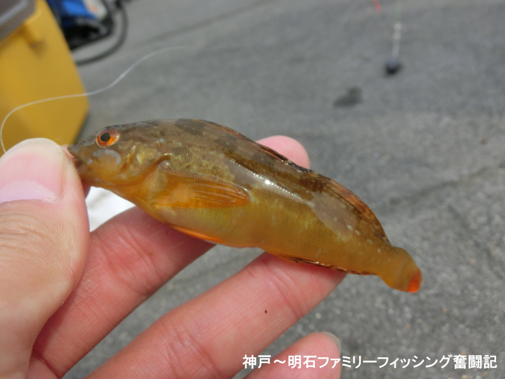 f:id:yggxq957:20180430152546j:plain