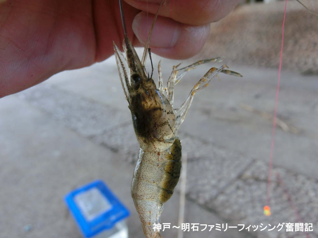 ダイソー竿でテナガエビ釣り In 武庫川 神戸 明石のファミリーフィッシング奮闘記 関西の釣りをもっと手軽に楽しむ