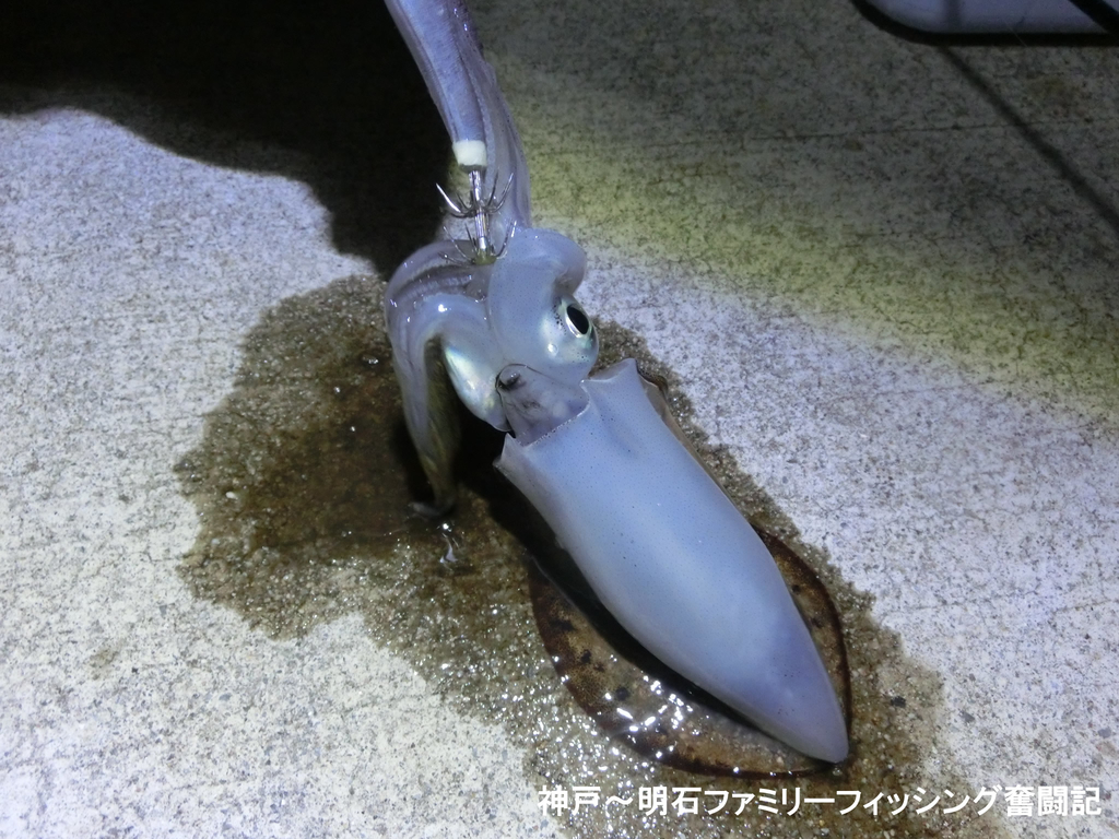 f:id:yggxq957:20180902110638j:plain