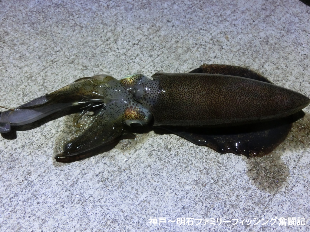 f:id:yggxq957:20180902111018j:plain