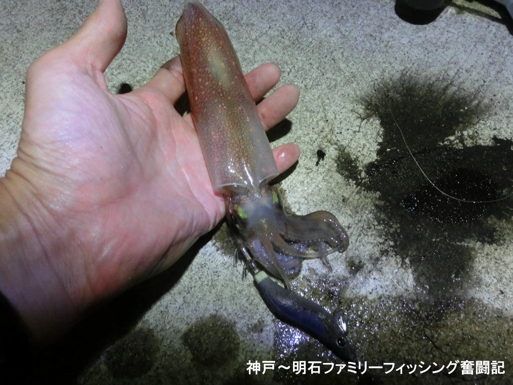 アオリイカ来たーっ 今シーズン初の新子っ でも状況はやはり渋いね 神戸 明石のファミリーフィッシング奮闘記 関西の釣りをもっと手軽に楽しむ