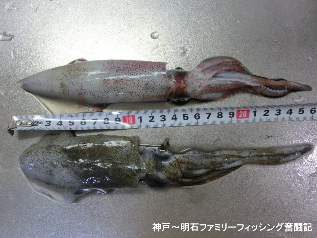 f:id:yggxq957:20180902115645j:plain