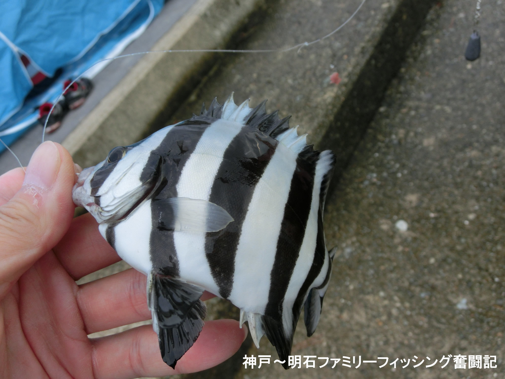 f:id:yggxq957:20180916112047j:plain