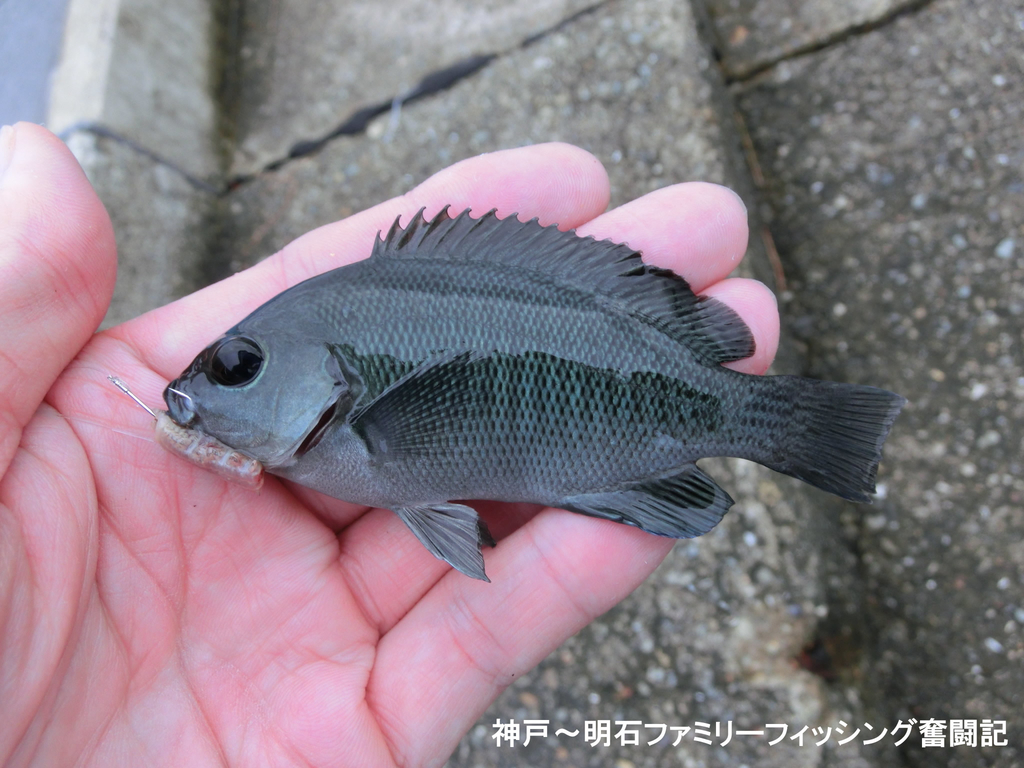 f:id:yggxq957:20180916112630j:plain