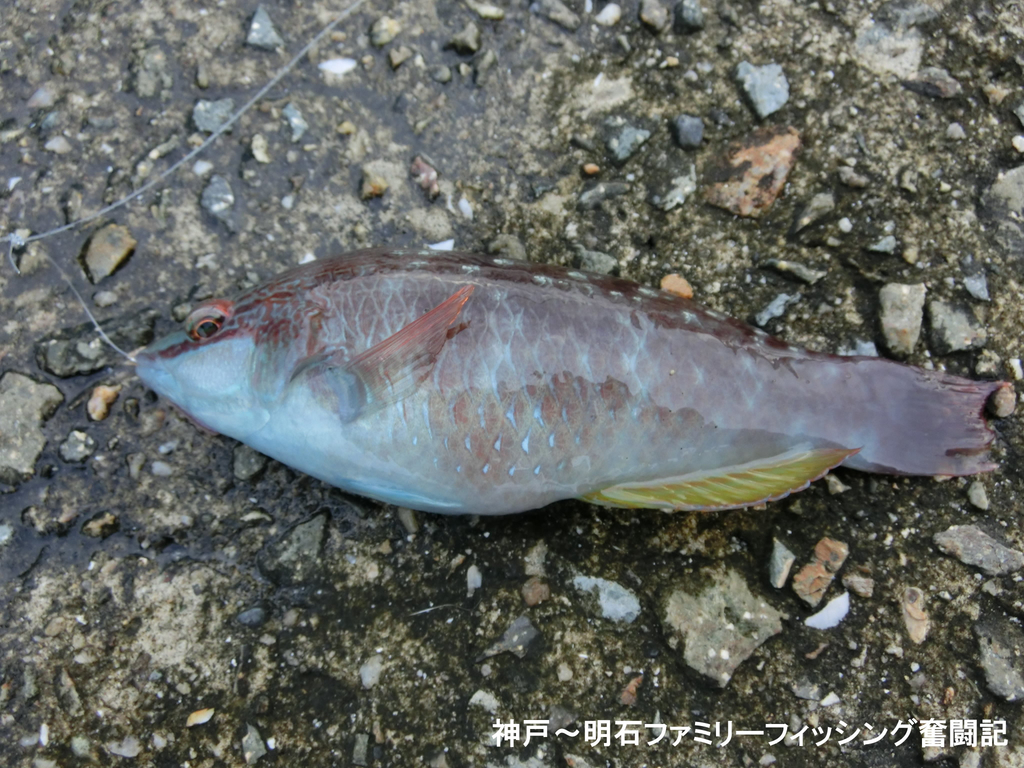 f:id:yggxq957:20180916112934j:plain