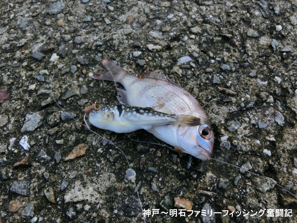 f:id:yggxq957:20180916113426j:plain