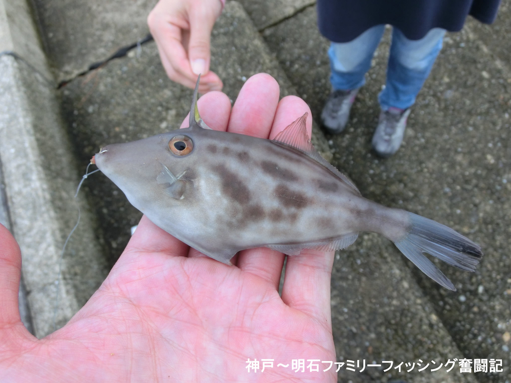 f:id:yggxq957:20180916173221j:plain