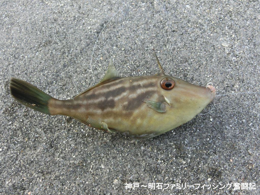 f:id:yggxq957:20180916173655j:plain