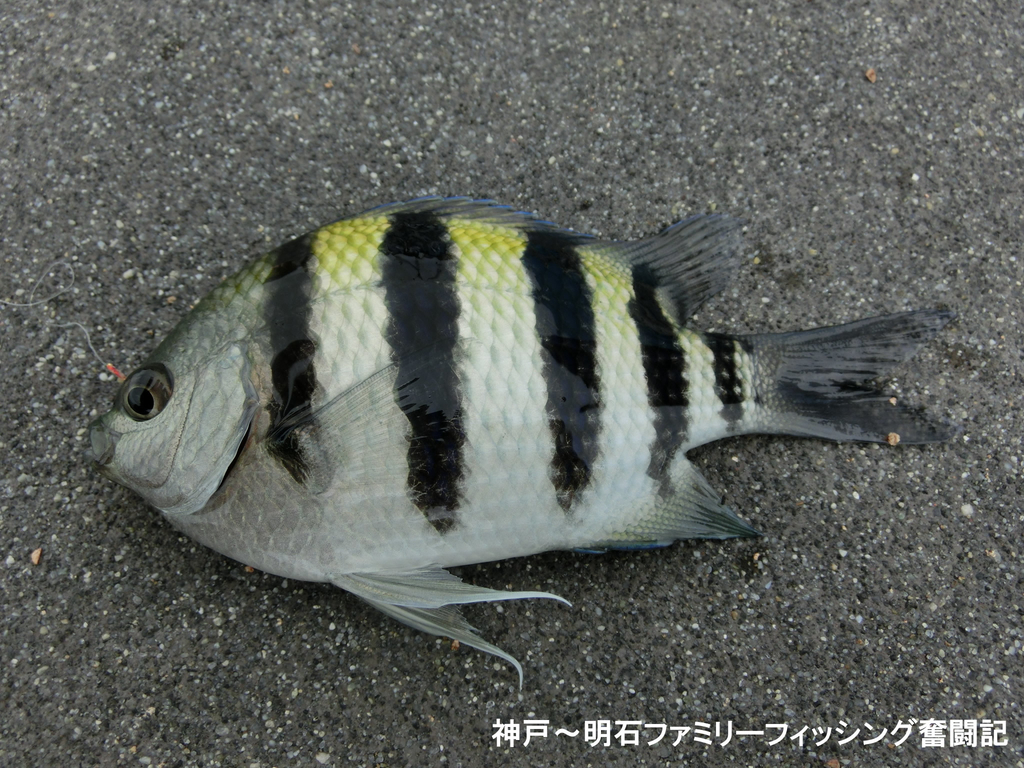 f:id:yggxq957:20180916175229j:plain