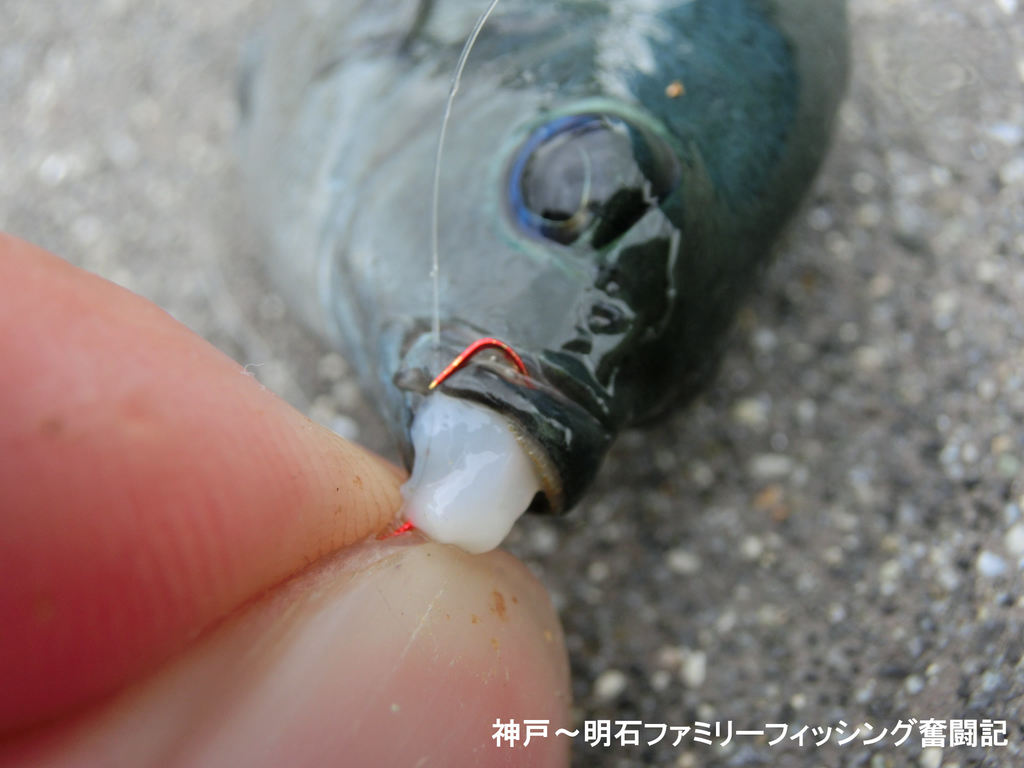 f:id:yggxq957:20180916180859j:plain