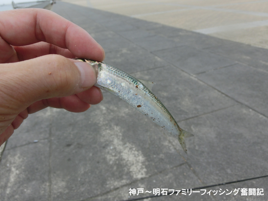 f:id:yggxq957:20180916192818j:plain