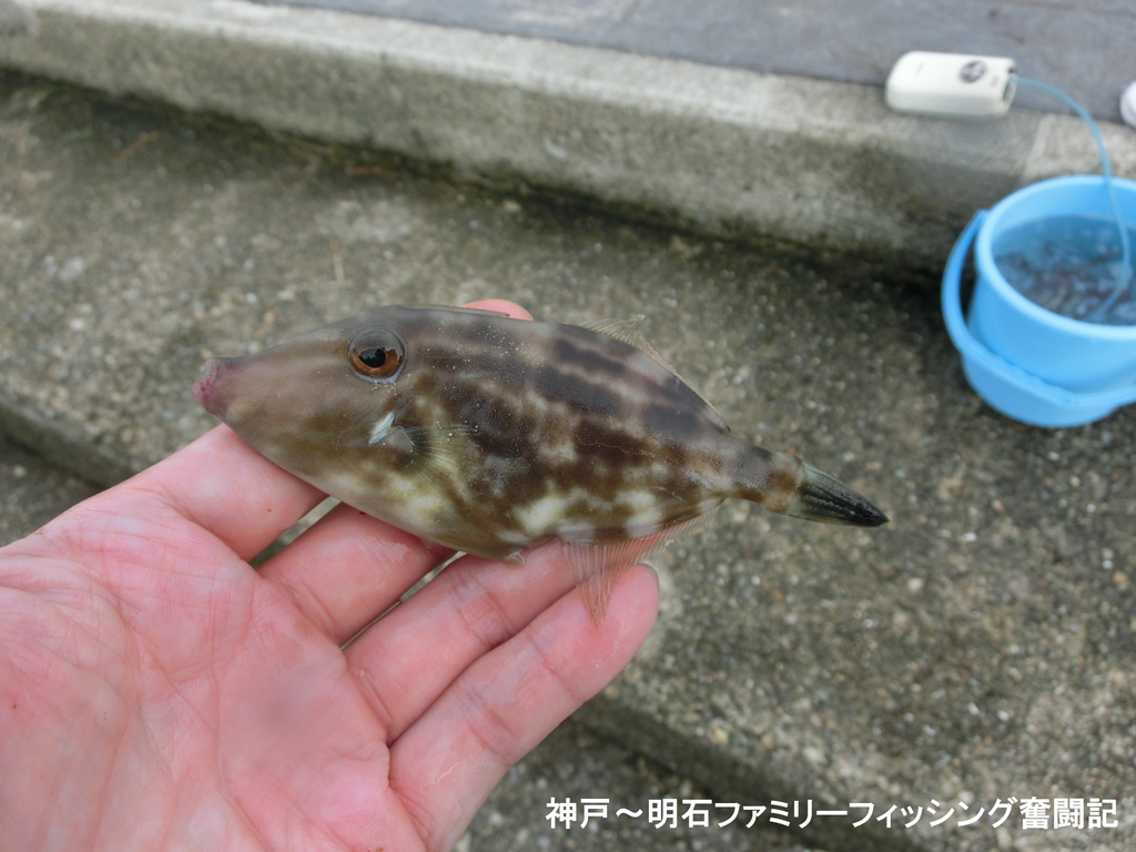 f:id:yggxq957:20180916193859j:plain