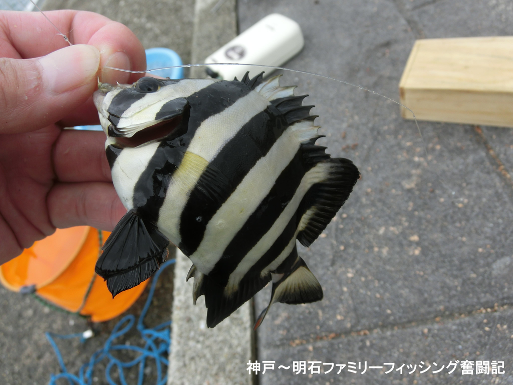 f:id:yggxq957:20180916200955j:plain