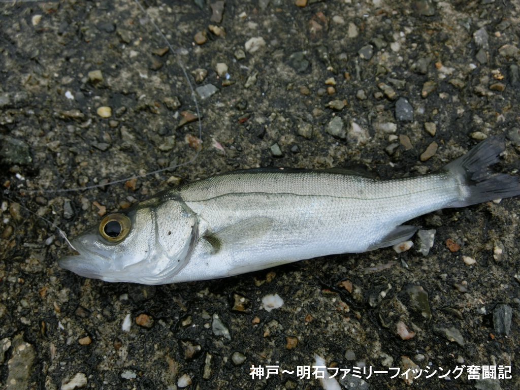 f:id:yggxq957:20180916201405j:plain