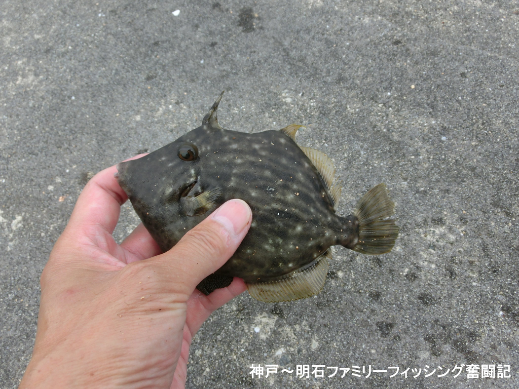 f:id:yggxq957:20180916203235j:plain