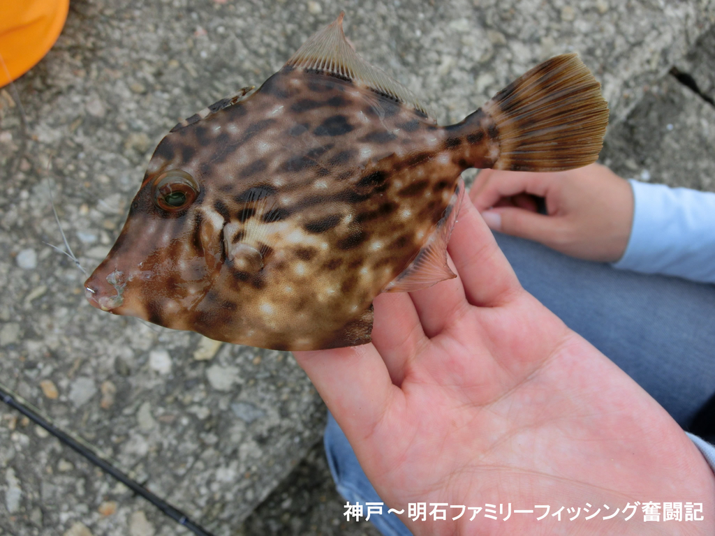 f:id:yggxq957:20180925190244j:plain