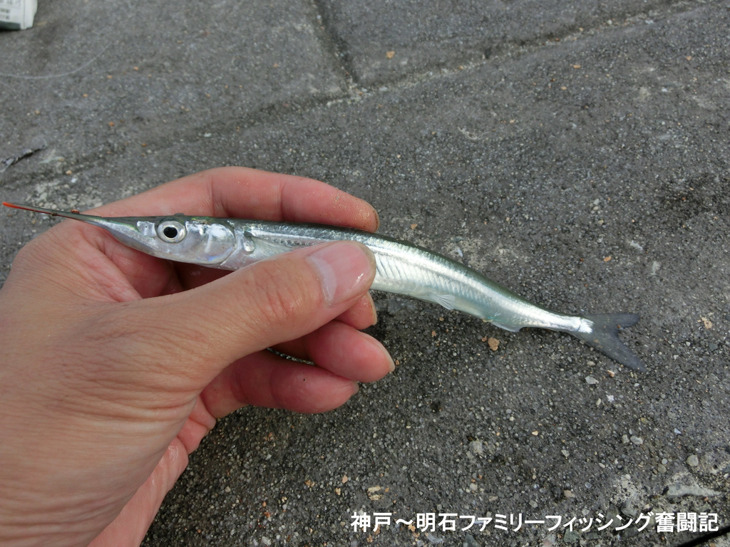 f:id:yggxq957:20180925192842j:plain