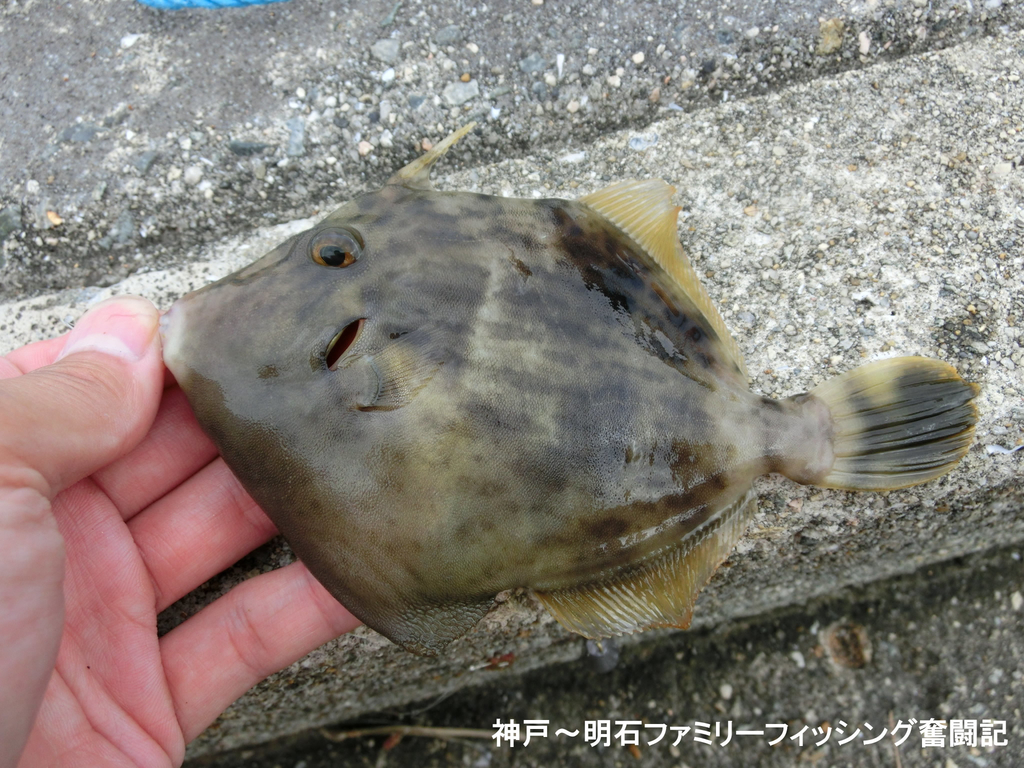 f:id:yggxq957:20180925193439j:plain