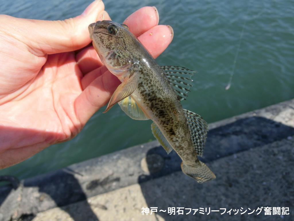 f:id:yggxq957:20181029192005j:plain f:id:yggxq957:20181029192005j:plain