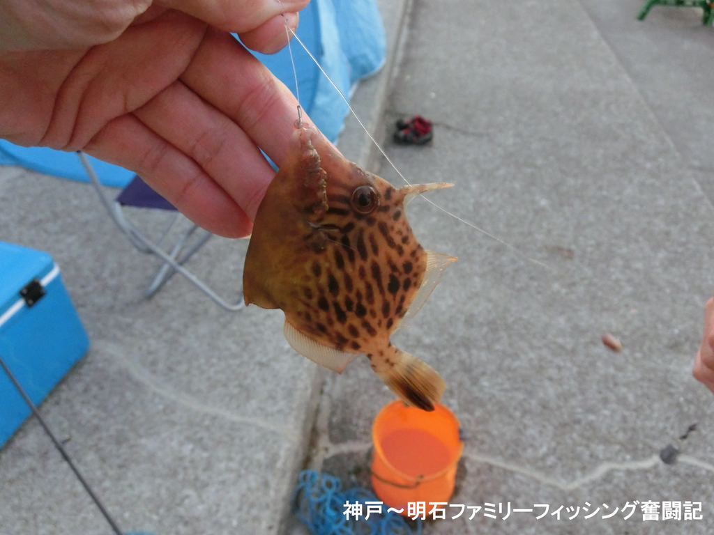 f:id:yggxq957:20181111185012j:plain