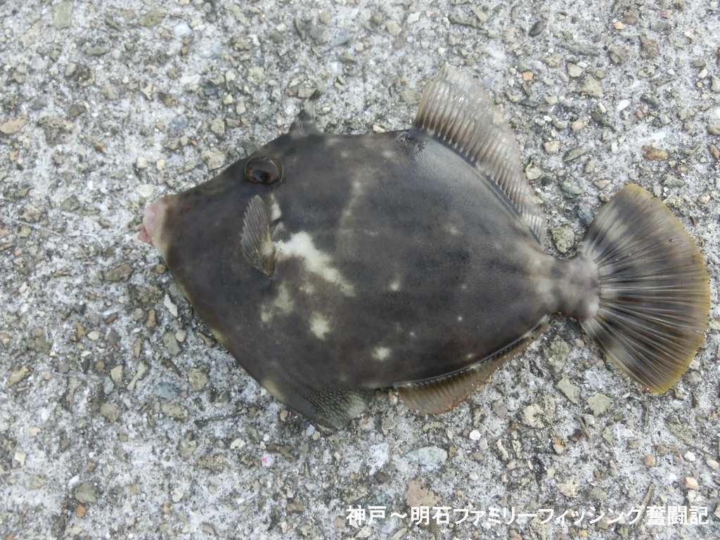 f:id:yggxq957:20181111185547j:plain