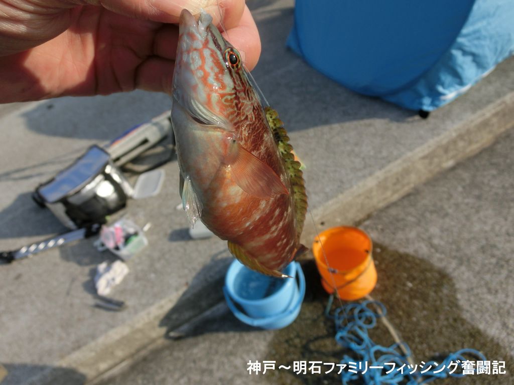 f:id:yggxq957:20181111190406j:plain