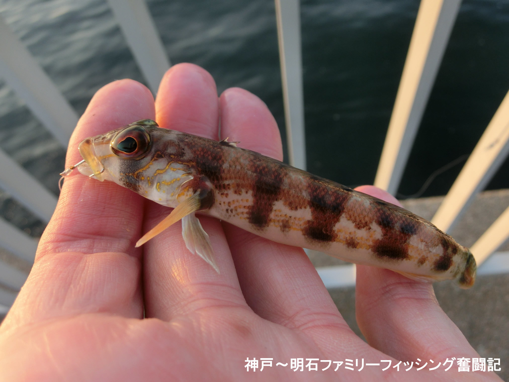 f:id:yggxq957:20181111190609j:plain