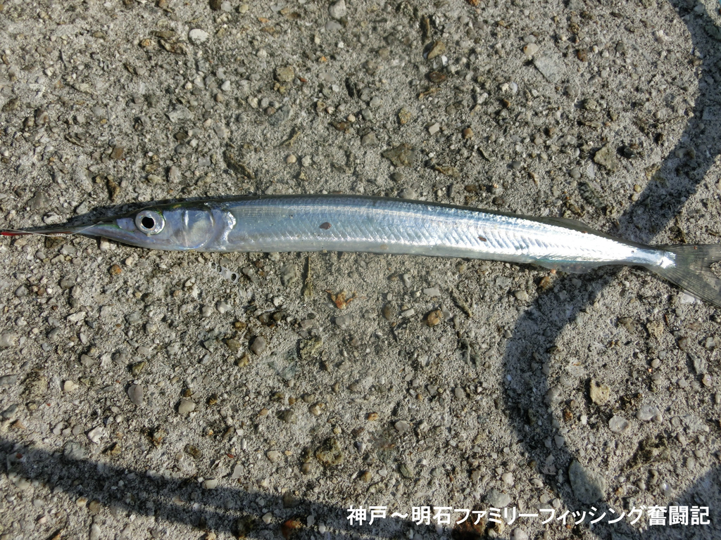 f:id:yggxq957:20181111201014j:plain