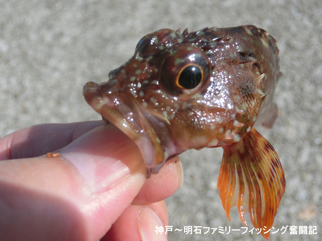 f:id:yggxq957:20181111201418j:plain