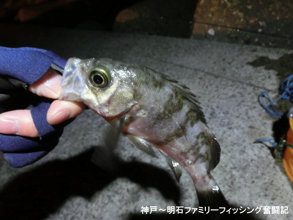 遅くなりましたがやっとメバル開幕しました 神戸 明石のファミリーフィッシング奮闘記 関西の釣りをもっと手軽に楽しむ