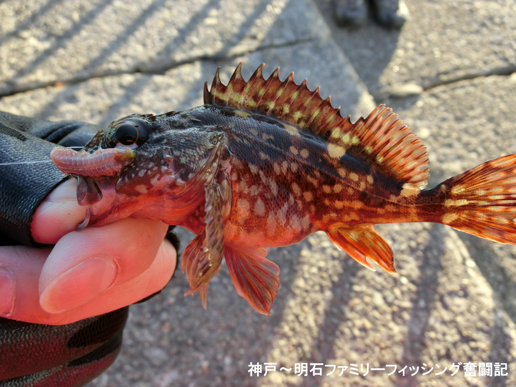 f:id:yggxq957:20190114154856j:plain