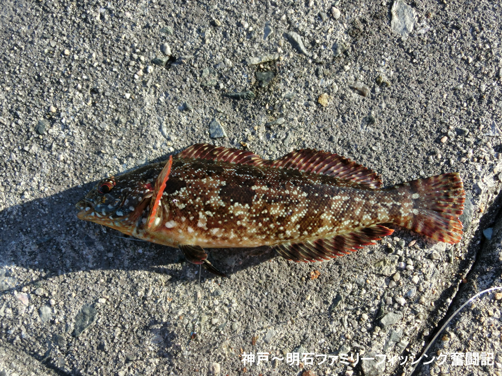 f:id:yggxq957:20190114155257j:plain