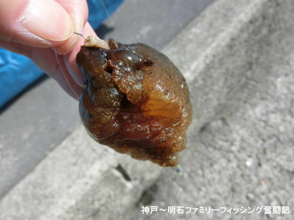 f:id:yggxq957:20190324190729j:plain