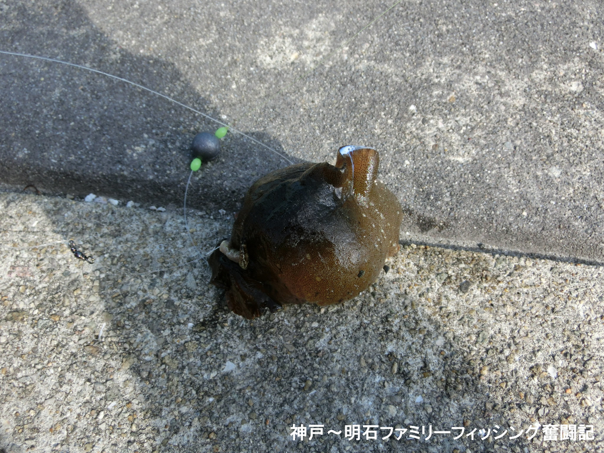 f:id:yggxq957:20190324191011j:plain