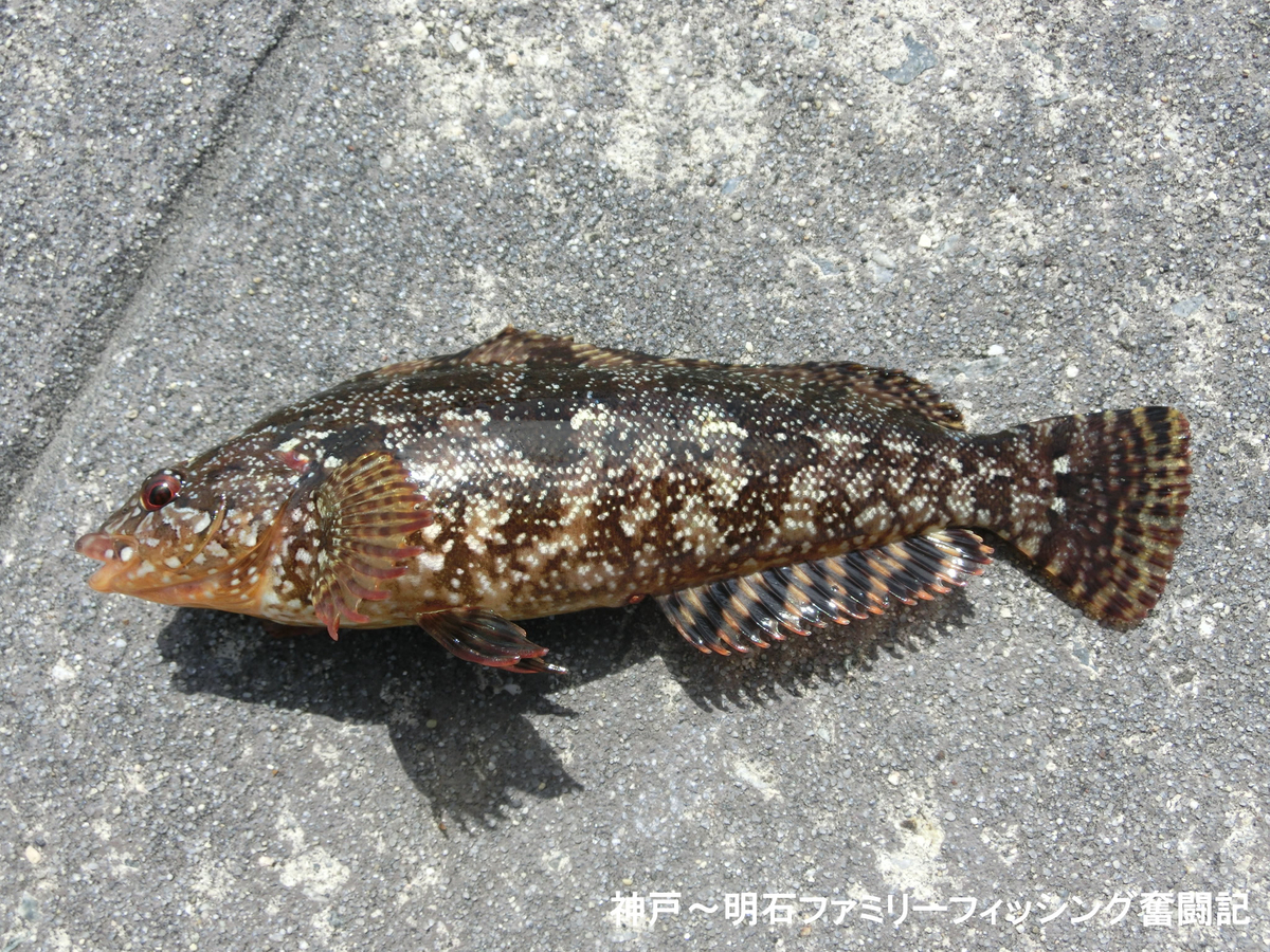 f:id:yggxq957:20190324192142j:plain