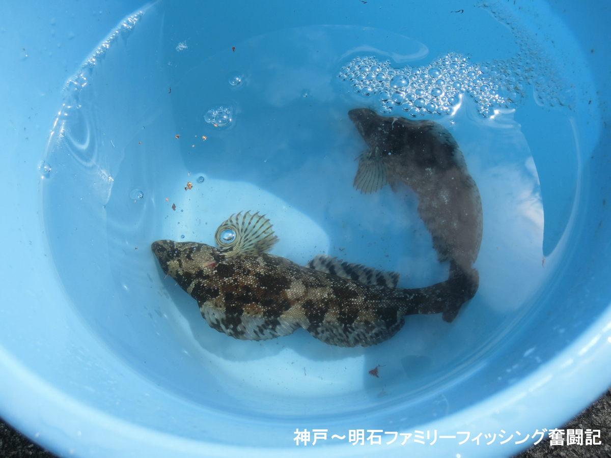 f:id:yggxq957:20190324193418j:plain