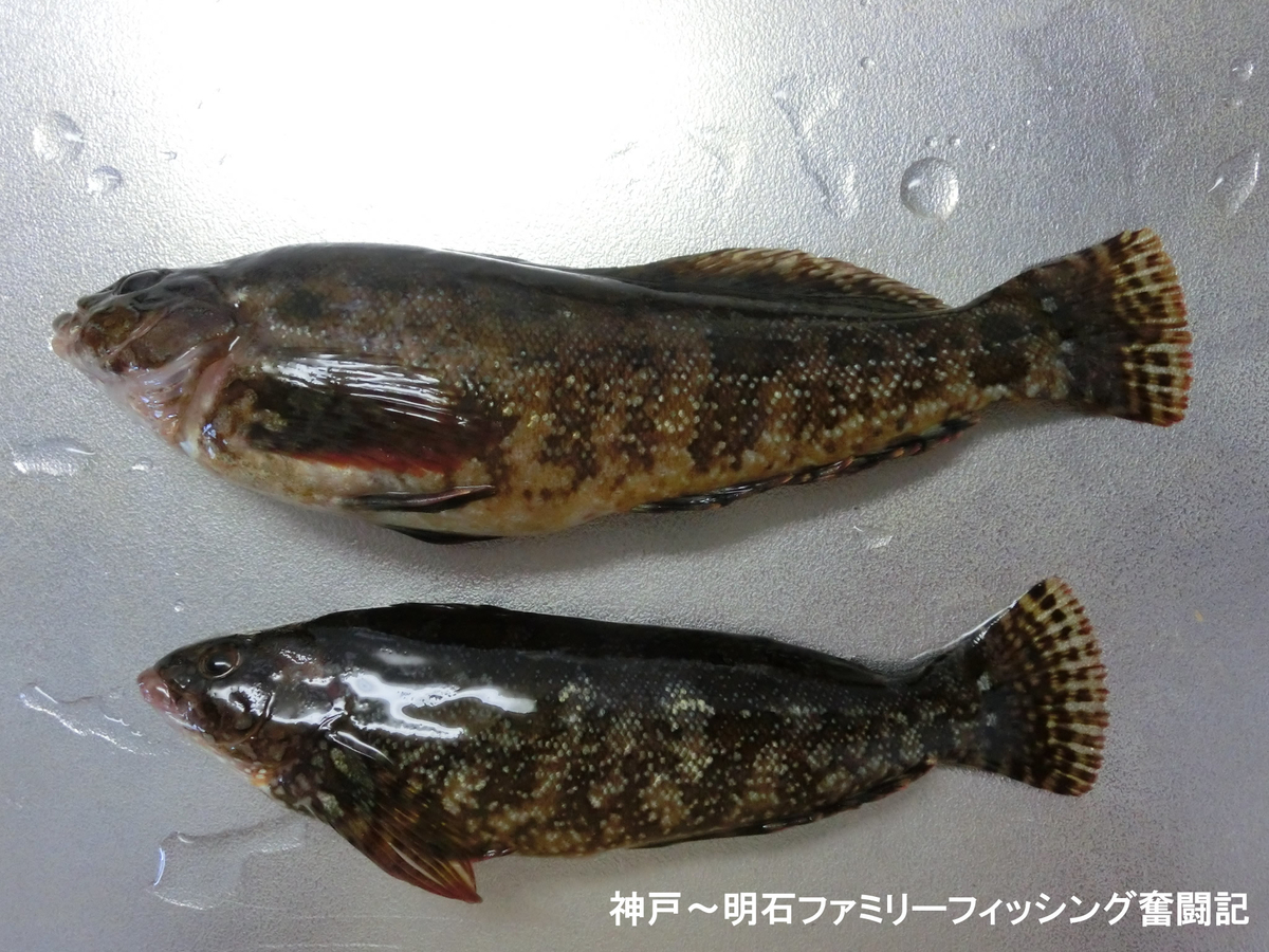 f:id:yggxq957:20190324193739j:plain