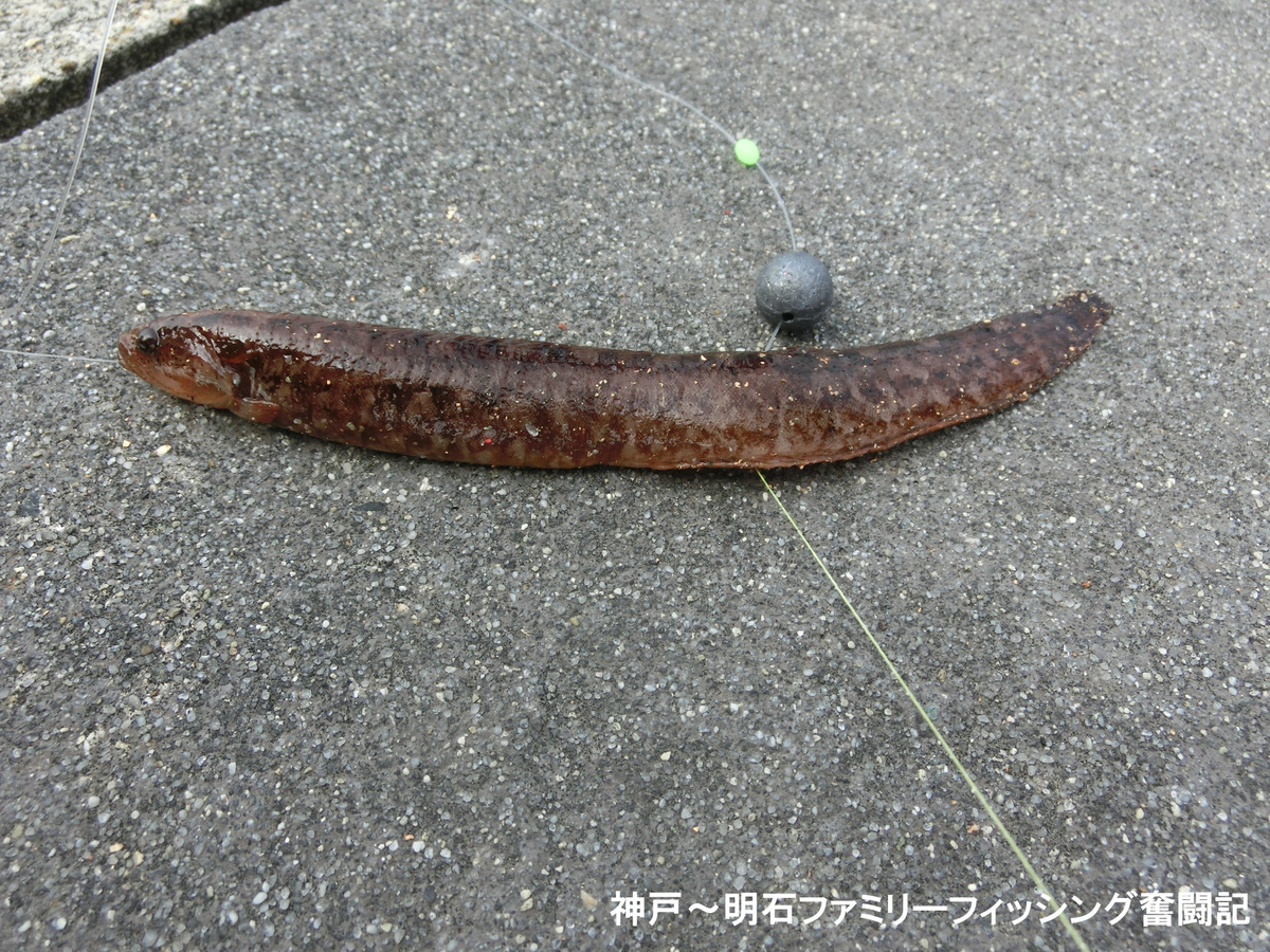 f:id:yggxq957:20190421152754j:plain