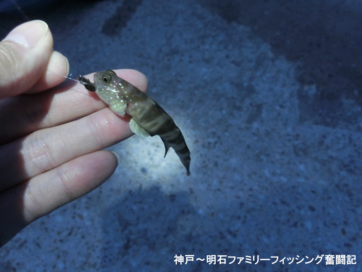 港内キス釣りでカレイのおまけ付き 神戸 明石のファミリーフィッシング奮闘記 関西の釣りをもっと手軽に楽しむ