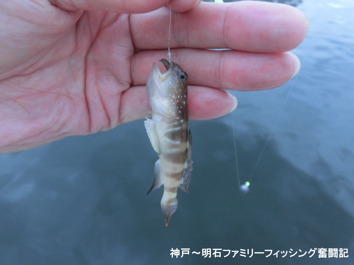 港内キス釣りでカレイのおまけ付き 神戸 明石のファミリーフィッシング奮闘記 関西の釣りをもっと手軽に楽しむ