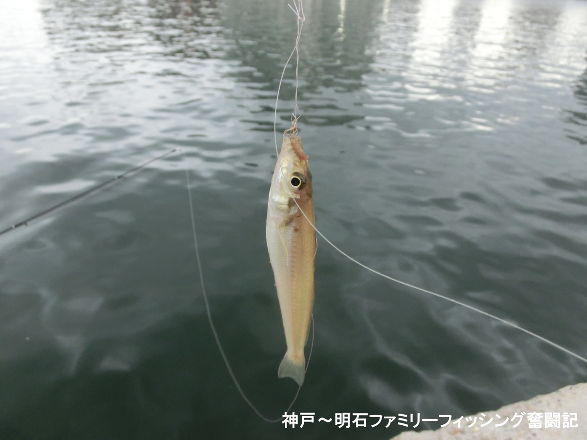 港内キス釣りでカレイのおまけ付き 神戸 明石のファミリーフィッシング奮闘記 関西の釣りをもっと手軽に楽しむ